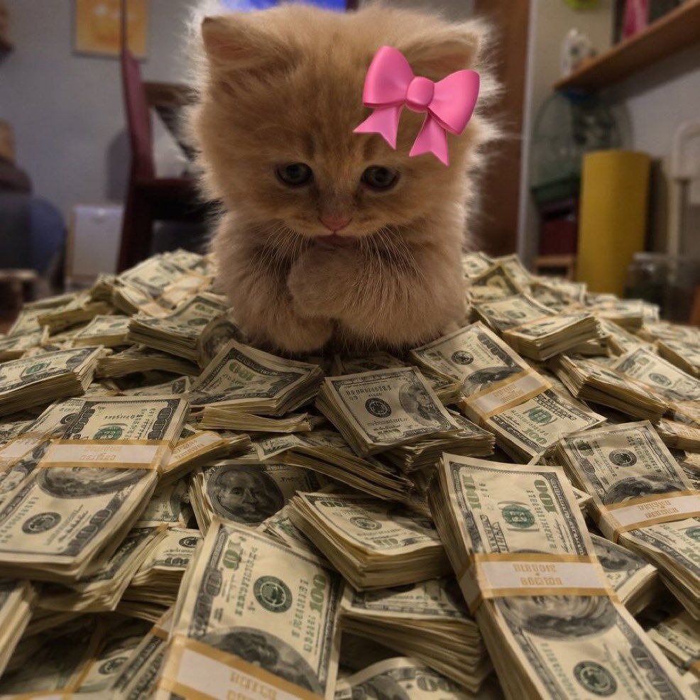 bowcat meme